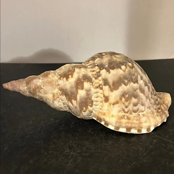 Natural Brown Tan Reptile Shell - Picture 6 of 6